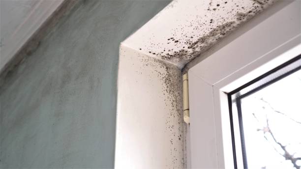 Best Mold Remediation for Schools in Van Buren, AR