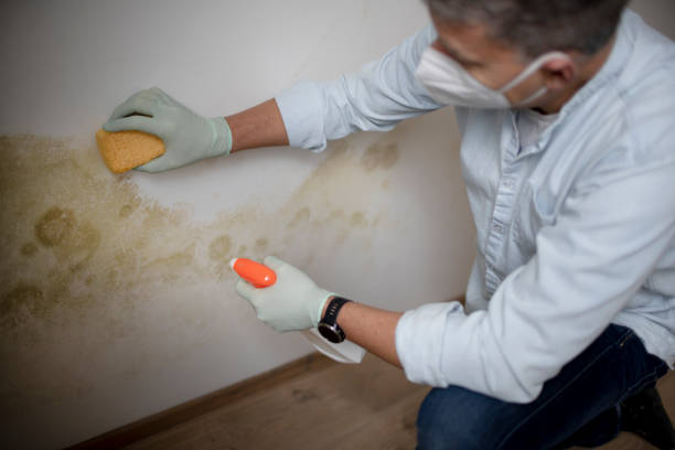 Best Localized Mold Remediation (e.g., coastal areas, humid climates) in Van Buren, AR