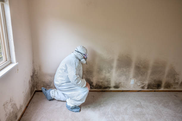 DIY Mold Remediation Support Services